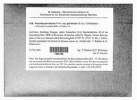 Puccinia recondita image